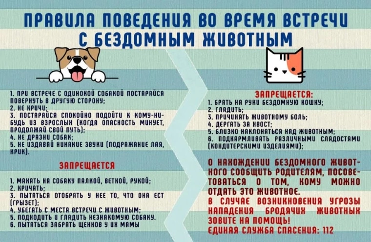 МЕРЫ БЕЗОПАСНОСТИ ПРИ ОБРАЩЕНИИС БЕЗНАДЗОРНЫМИ ЖИВОТНЫМИ.